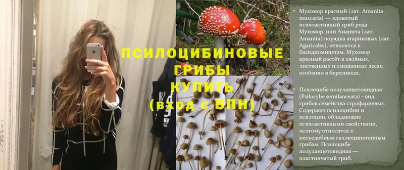 Галлюциногенные грибы MAGIC MUSHROOMS  даркнет сайт  Орск 